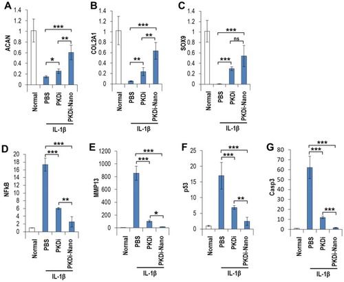 Figure 4 Gene expression analysis of treated chondrocytes. (A) Aggrecan (ACAN), (B) Collagen type II alpha 1 (COL2A1), (C) SRY (sex-determining region Y)-Box 9 (SOX9), (D) nuclear factor kappa B (NFκB), (E) matrix metalloproteinase 13 (MMP13), (F) tumor protein P53 (p53), and (G) caspase 3 (Casp3). Data are represented as mean of fluorescence level ± SD (n=5). ***P < 0.001 vs PBS, **P < 0.01 vs PBS, *P < 0.05 vs PBS, nsP > 0.05 vs PKDi.