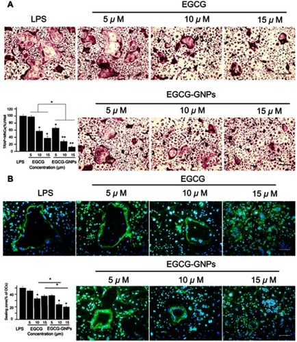 Figure 4 BMMs were stimulated with 100 ng/mL RANKL for 36 h and another 5 days with 1 μg/mL LPS. Together with the stimulator, various concentrations of EGCG or EGCG-GNPs were added. (A) TRAP assay after treatment with EGCG and EGCG-GNPs. Cells stained purple were TRAP-positive. TRAP-positive OCs containing more than three nuclei were counted and shown in the lower left bar graph. (B) Effects of EGCG and EGCG-GNPs on LPS-induced actin formation in BMMs. Cells were stained with FITC-labeled phalloidin (green) and with DAPI (blue). The number of OCs exhibiting ring-like F-actin sealing zones was quantified in the lower left bar graph. Scale bar =200 μm. The results are mean ± SD of triplicate experiments: *P<0.05, **P<0.01, significant difference compared with the LPS group. Abbreviations: RANKL, acceptor activator of nuclear factor kappa-B ligand; LPS, lipopolysaccharides; TRAP, tartrate-resistant acid phosphatase; OC, osteoclast.