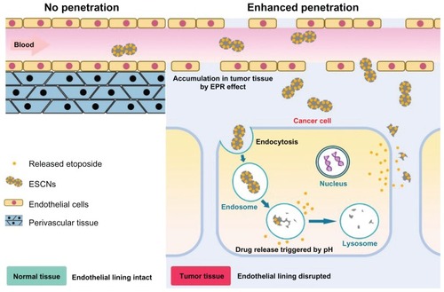 Figure 12 A representative illustration of pH-sensitive ESCNs targeting.Abbreviations: ESCNs, etoposide-loaded strontium carbonate nanoparticles; EPR, enhanced permeability and retention.