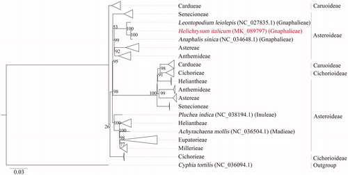 Figure 1. The phylogenetic tree constructed with 166 chloroplast genomes of different species (deposited in GenBank at the time of analysis) from Asteraceae family. Species Cyphia tortilis (NC_036094.1) was used as an outgroup. The clades with samples from the same tribe were collapsed (indicated with triangles) due to high number of the samples. Node labels indicate bootstrap values.