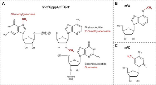 Figure 2. Schematic representation of (A) the flavivirus cap1 structure, (B) N6-methyladenosine (m6A) and (C) 5-methylcytosine (m5C)
