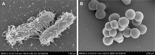 Figure S4 SEM images of untreated control samples of MDR E. coli (A) and MRSA (B).Abbreviations: MDR E. coli, multidrug-resistant Escherichia coli; MRSA, methicillin-resistant Staphylococcus aureus; SEM, scanning electron microscopy.