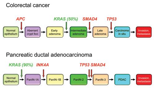 Figure 5 Colorectal and pancreatic cancer progression. (A) Colorectal cancer progression and gene mutations. Colonic epithelial cells undergo a histologic transition from normal to malignant state that is driven by specific genetic events including inactivation of tumor suppressors (APC, SMAD4 and TP53) and activation of the KRAS oncogene.Citation323 The three stages of adenomas represent tumors of increasing size, dysplasia, and villous content. (B) Pancreatic cancer progression and gene mutations. Multiple tumor types arise from the exocrine pancreas, of which greater than 95% are pancreatic ductal adenocarcinoma (PDAC). Normal ductal epithelium progression to infiltrating cancer (left to right) is illustrated through a series of histologically defined precursor lesions (PanINs) that show increasing degrees of disruption of cellular morphology, nuclear atypia and dysplastic growth.Citation324 High grade PanIN-3 progresses to invasive PDAC. Activating point mutations in the KRAS gene occur early, inactivation of the p16/INK4A gene occurs at an intermediate stage, and inactivation of the TP53, SMAD4/DPC4 and BRCA2 genes occurs relatively late. Oncogenes are indicated in green text and tumor suppressors in red text.