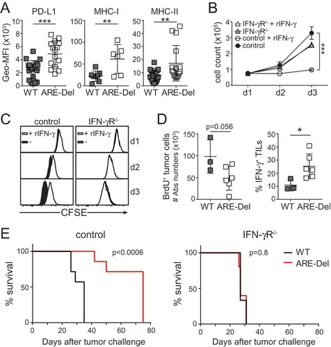 Figure 5. ARE-Del T cell therapy directly alters the tumor cell phenotype and growth. (A) Ex vivo PD-L1, MHC-I and MHC-II expression levels of tumor cells isolated from tumor-bearing mice treated with WT or ARE-Del OT-I T cells. Data pooled from 4 (PD-L1 and MHC-II; n = 19) and 2 (MHC-I; n = 6–8) independently performed experiments (mean ± SD). [Unpaired Student t-test; **p < 0.005; ***p < 0.0005]. (B-C) B16-OVA IFN-γR−/- and Cas9 control tumor cells were cultured with or without 50IU rIFN-γ. (B) Cell were counted at indicated times (mean ± SD; n = 3). (C) B16-OVA cells were labeled with CFSE, and cell proliferation was monitored by flow cytometry as determined by loss of CFSE expression. Representative of n = 3. (D) 8 days after WT or ARE-Del OT-I T cell transfer, tumor cell proliferation was assessed 2.5 h after i.p. injection of BrdU in B16-OVA tumor-bearing mice. Left: Absolute numbers of BrdU+ CD45− CD4+ B16-OVA tumor cells analyzed directly ex vivo. Right: ex vivo IFN-γ production of transferred OT-I T cells after 3 h incubation with BrfA (mean ± SD; n = 3–6 mice/group). [Unpaired Student t-test; *p < 0.05]. (E) Survival curve of mice challenged with Cas9 control or IFN-γR−/- B16-OVA cells treated with WT or ARE-Del OT-I T cells. [n = 7 and n = 6 mice per control and IFN-γR−/- groups, respectively; Gehan-Breslow-Wilcoxon test]. Data represent 2 independently performed experiments.