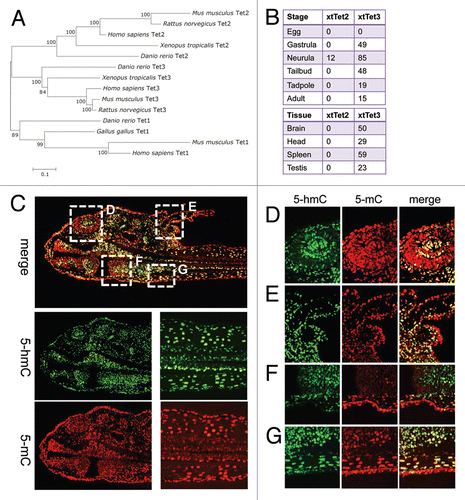 Figure 1 (A) A bootstrap consensus tree inferred using Neighbor-Joining from 100 replicates showing the relationships between Xenopus, zebrafish, chick, mouse and human Tet protein sequences. Although the tree gives the appearance of rooting, it is essentially unrooted. The root is placed at the midpoint of the tree to simplify the presentation. The percentages of replicate trees in which the associated taxa clustered together are shown next to the branches. (B) The developmental stage and tissue distribution of Xenopus tropicalis Tet2 and 3 transcripts is determined from NCBI UniGene EST profiles (Tet2:Str.52041 Tet3:Str.53063). Transcript counts are reported in TPM (transcripts per million). (C–G) Immunohistochemical detection of 5-hmC and 5-mC in the tissues of axolotl tadpole. Immunostaining for 5-hmC, 5-mC and merge views are shown. The locations of (D–G) views are indicated with dotted squares on (C).