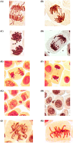 Figure 2. Mitotic and chromosome abnormalities and micronuclei in root meristematic cells of A. cepa: bridges (A, B), fragments (C, D), lagging chromosomes (E, F), micronuclei (G, H), achromatic spindle disturbances at metaphase (J), normal metaphase (K).