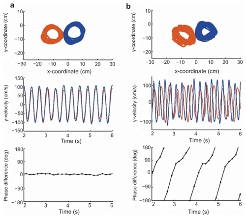 Figure 2 Temporal uncoupling during a single trial of symmetric, maximum rate circling in a patient. (a) Control subject. Note larger size of the circle drawn by the right hand (in blue). This finding was overlooked by the authors of the original study. (b) Callosotomy patient VP. Position (top) and velocity along the y-axis (middle) of all the cycles within a single trial for the left (red) and right (blue) hands. Bottom, relative phase relationship between the two hands. Point estimates of relative phase were calculated by determining the time of occurrence of every North/South point of the nondominant hand relative to two successive North/South points of the other hand. Negative values indicate a left-hand lead. The control participant shows synchronous movements with a stable phase relationship. For the patient, the right hand cycles at a higher frequency, causing a continuous drift in the phase relationship (that is, phase wrapping). Copyright © 2002. Reproduced with permission from Kennerley SW, Diedrichsen J, Hazeltine E, Semjen A, Ivry RB. 2002. Callosotomy patients exhibit temporal uncoupling during continuous bimanual movements. Nat Neurosci, 5:376–81.