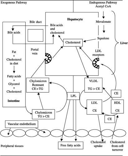 Figure 2 Schematic representation of the transport of cholesterol in the tissues; LPL—lipoprotein lipase, CE—cholesteryl ester, TG—triglycerides, LDL—low density lipoprotein, VLDL—very low density lipoprotein, HDL—high density lipoprotein.