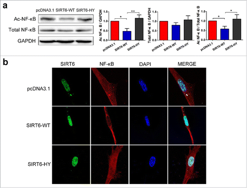 Figure 5. SIRT6 overexpression attenuates NF-κB pathway. (a) Western blot analysis of K310 Ac-NF-κB p65 and total NF-κB p65 in pcDNA3.1, SIRT6-WT or SIRT6-HY overexpressed WI38. (b) Confocal microscopy showed the distribution and expression of SIRT6 and NF-κB in the 3 groups. Green, SIRT6. Red, NF-κB p65. Blue, DAPI. *p < 0.05, **p < 0.01 (n = 3).