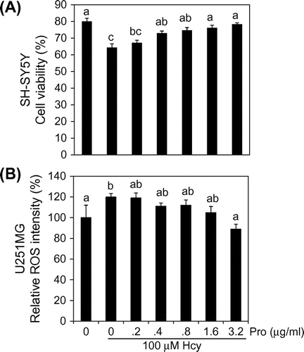 Fig. 1. Effects of propolis on cell viability in SH-SY5Y cells and relative ROS levels in U-251MG cells.Notes: (A) U-251MG and SH-SY5Y cells were cultured with DL-Hcy and various concentrations of propolis-containing media, and SH-SY5Y cell viability was measured by counting at 5 days. (B) U-251MG cells were cultured in 100 μM DL-Hcy with various concentrations of propolis-containing medium. After 3 days, relative ROS level was assayed using CM-DCF-DA, and fluorescent intensity was measured. Results are expressed as mean ± SD (n = 3). Different characters indicate statistical significant differences (p < 0.05).