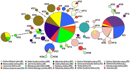 Figure 2. Median-joining network of Cyt b haplotypes of the Agabus bipustulatus in the Tatra Mountains. Colored circles represent haplotypes; size is proportional to relative frequencies. Colors indicate distribution of specimens carrying a given haplotype among mountain valleys.