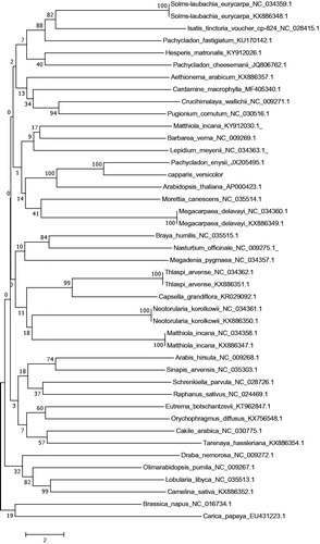 Figure 1. Phylogenetic position of C. versicolor inferred by NJ analysis based on 43 sequences. The bootstrap values were based on 1000 replicates and are shown next to the branches. The position of C. versicolor is shown in a red box.