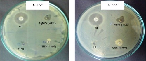 Figure 12 Antibacterial assay of AgNPs.Notes: Zone of inhibition of WPE (10 mg mL−1), CE (10 mg mL−1), Ab (10 mg disk−1), WPE-mediated AgNPs (10 mg mL−1), and CE-mediated AgNPs (10 mg mL−1) against multiple drug-resistant bacterial strains was measured in mm.Abbreviations: AgNPs, silver nanoparticles; WPE, whole plant extract; CE, callus extract; Ab, antibiotic; E. coli, Escherichia coli; K. pneumoniae, Klebsiella pneumoniae; S. aureus, Staphylococcus aureus; SNS, silver nitrate solution.