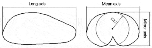 Figure 1. Three-axis dimensions of wheat.