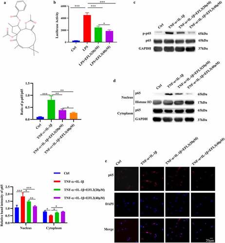 Figure 1. EFL3 inactivates the NF-κB signaling pathway. (a) Structural formula of EFL3. (b) Luciferase activity was analyzed when THP-1-Lucia™ NF-κB cells were treated with LPS (1 µg/ml) with or without EFL3 (20, 40 µM) for 24 h. (c) The phosphorylation of p65 was evaluated by Western blotting. The band intensities were quantified by ImageJ software. (d) Protein extracts from the nucleus and cytoplasm were subjected to Western blotting to measure p65 protein expression. The band intensities were quantified using ImageJ software. (e) RA FLSs were pretreated with EFL3 (20 µM, 40 µM) for 1 h and subsequently treated with TNF-α (10 ng/ml) or IL-1β (10 ng/ml) for another 30 minutes. The cells were fixed and subjected to immunofluorescence staining using a specific antibody against p65. The data are shown as the mean ± SD (n= 3). * p < 0.05, ** p < 0.01, *** p < 0.001.