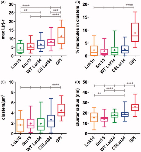 Figure 3. Membrane anchors result in discreet and distinct nano-scaled clustering of PS-CFP2. (A) Maxima of Ripley’s K-function curves at a radius of r = 50 nm. (B) Percentage of molecules in clusters. (C) Number of clusters per μm2. (D) Cluster radii in nm. (B–D) Values obtained from binary, thresholded maps of individual image regions. (A–D) The box extends from the 25th to the 75th percentile. The whiskers show the minimum and the maximum values, horizontal lines indicate the median and (+) indicate means. **p < 0.01, ***p < 0.001 and ****p < 0.0001. Significances were calculated by one-way analysis of variance (ANOVA). For detailed statistics please refer to Supplementary Table S1. Data are from five independent experiments with a total of 9–16 cells.