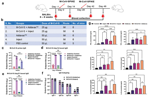 Figure 4. Evaluation of Immunogenic potential of MERS-CoV prefusion spike given with either AddaVaxTM or imject adjuvants. (a) 6–8 weeks old BALB/c mice were immunized with M-CoV-S prefusion protein either with addavax or imject in a prime-boost regimen at 28 days apart. Serum sample was harvested on 14 days after prime and day 14 and day 28 after boosting. Serum was separated, heat inactivated and stored at − 20°C and was used for IgG and its subtypes endpoint titer estimation. (b) Table describing different groups, dose of M-CoV-S immunogen and route of immunization. 29 female BALB/c mice were divided in to six groups having 6 mice each except PBS control group had 5 mice. (c) Total IgG end point titer estimation of prime (day 14) serum by homologous protein. (d) IgG estimation at day 14 post boost. (e) IgG estimation day 21 post boost. (f) IgG subtyping using anti-mouse HRP conjugated secondary antibodies (IgG1, IgG 2a, IgG 2b, and IgG3). (g) Th1/Th2 cytokines level was estimated in boost serum using the cytometric bead array. The values shown in the graphs are the geometric mean titers ± S.E. of triplicate wells. The statistical significance of the experiment was calculated between two groups by students t-test and between more than two groups with the one-way ANOVA test (Tukey-Kramer test). Where, *p < .05, **p < .01, ***p < .001, and ****p < .0001 were considered significant.