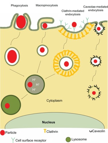 Figure 1 Four major types of endocytosis.