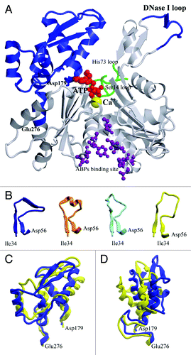 Figure 2. The actin structure. (A) Crystal structure of actin monomer. The figure was created on the basis of the PDB data,Citation180 the file 1ATN,Citation78 using the graphical software VMDCitation181 and Raster 3D.Citation182 ATP (red), Ca2+ (yellow), ATP/ADP sensing loops (green), the DNase I loop (blue), and ABPs binding sites are specially emphasized. (B) Crystal structure of the DNase I loop of DNase I-actin complex (dark blue, PDB ID: 1ATNCitation78), tetramethylrhodamine-5-maleimide-actin complex (orange, PDB ID: 1J6Z),Citation84 Gelsolin Segment 1 Fused to Cobl Segment-actin complex (cyan, PDB ID: 3TU5),Citation183 actin monomer of F-actin (blue, PDB ID: 2ZWH).Citation184 (C) Front view of the shift of the residues 179–276 at the G-F-actin transition. DNase I-actin complex (dark blue, PDB ID: 1ATN)Citation78 and subunit of F-actin (blue, PDB ID: 2ZWH)Citation184 are superimposed at subdomains 1 and 2. (D) Side (left-hand side) view of this shift.