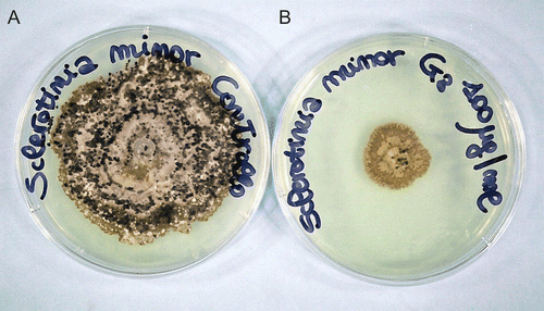 Figure 3.  Cultures of Sclerotinia minor control and treated with compound 5a (G8) at 100 µg/mL: in the control are evident black sclerotia, which are instead absent after treatment with 5a (plate on the right).