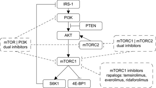 Figure 1 Mechanism of action of different classes of mTOR inhibitors (rapalogs) already approved or under development.