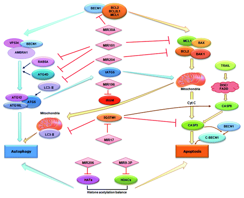 Figure 2. miRNAs in autophagy and their emerging roles in crosstalk with apoptosis. miRNAs can directly target autophagy-associated proteins such as BECN1 and RAB5A. Alternatively, miRNAs may indirectly modulate autophagy regulators such as HDACs and HATs. As shown in the figure, miRNAs can also mediate the crosstalk between autophagy and apoptosis via either targeting the common regulators for both pathways such as BECN1 and SQSTM1, or via regulating multiple targets involved in the two pathways.