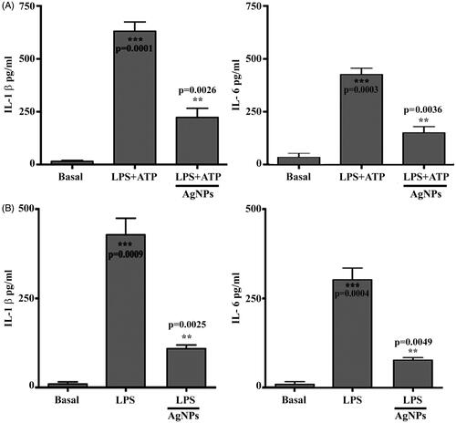 Figure 6. Silver nanoparticles inhibit the inflammation process. (A) Level of IL-1beta in vitro assay. Asterisks inside the column indicate statistical differences from the basal. Asterisks outside the column indicate statistical differences from lactate dehydrogenase (LPS)+adenosine triphosphate (ATP) treated cells. (B) Level of IL-1beta in vivo assay. Asterisks inside the column indicate statistical differences from basal. While, asterisks outside the column indicate statistical different from LPS treated cells. Results are represented as the mean ± SEM of three independent results. **p≤.01 and ***p≤.001.