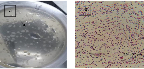 Figure 1. a. Brevibacillus borstelensis colonies on agar plat, b. gram positive stain for Brevibacillus borstelensis cells.