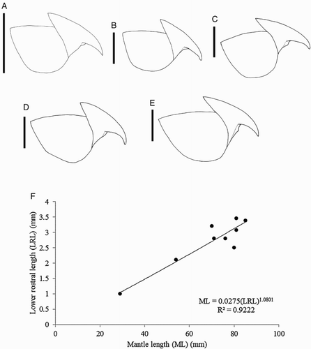 Figure 11 Mastigoteuthis cf. dentata. A, NMNZ M.172963, ♂, ML 54 mm; B, NMNZ M.287214, ♂, ML 85 mm; C, M.172936, ♀, ML 81 mm; D, NIWA 75806, ♂, ML unknown, LRL 3.34 mm; E, NMNZ M.091723, ♀, ML 92.3* mm. A–E, Upper beaks; F, regression equation for mantle length (ML) and lower rostral length (LRL). Scale bars = 5 mm.