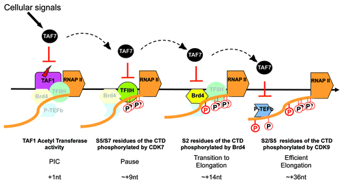Figure 1. TAF7 is a traffic controller of transcription initiation. Schematic representation of TAF7 functions in the early steps of transcription. Before initiation of transcription, TAF7 binds TAF1 and inhibits its AT activity (red lightning bolt) which prevents premature initiation. TAF7 then sequentially regulates TFIIH, Brd4 and p-TEFb, inhibiting each of their kinases activities which blocks CTD phosphorylation and progression of the polymerase. The release of TAF7 from TAF1 and from the CTD kinases allows the RNAP II machinery to move forward. The events inhibited by TAF7, the transcription steps and the positions of the polymerase where they occur are indicated below the schema.