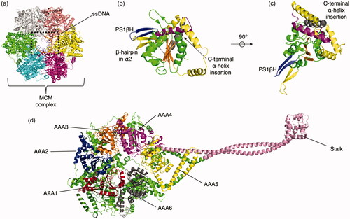 Figure 9. Representative clade 7 structures. (a) Top view of the MCM complex (PDB: 6MII (Meagher et al. Citation2019)) bound to ssDNA (shown as cartoon). Representative chains are colored uniquely. (b) Large and small subdomains of a single MCM AAA+ domain. Core β-sheets are colored orange, surrounding area of large subdomain are colored green and the small subdomain is colored yellow (first three helices) and purple (fourth helix). The PS1βH is colored blue, the helix-2 insert is colored yellow, and the C-terminal helix insertion is colored gray. (c) Front view of core AAA+ MCM domain. (d) Side view of Dynein chain (PDB: 4RH7 (Schmidt et al. Citation2015)). Dynein has all six of its AAA+ domains and the rest of its domains linked in a single polypeptide. AAA1 is colored red, AAA2 is colored blue, AAA3 is colored orange, AAA4 is colored magenta, AAA5 is colored yellow, AAA6 is colored gray, the stalk is colored pink, and intervening regions are colored green.