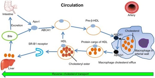 Figure 1 Life cycle of HDL.Adapted by permission from Macmillan Publishers Ltd: Nature Medicine,Citation83 © 2012.