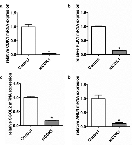 Figure 9. CDK1 knockdown suppressed the expression protein of hub genes in transiently transfected cell lines. *P < 0.05 was regarded statistically different
