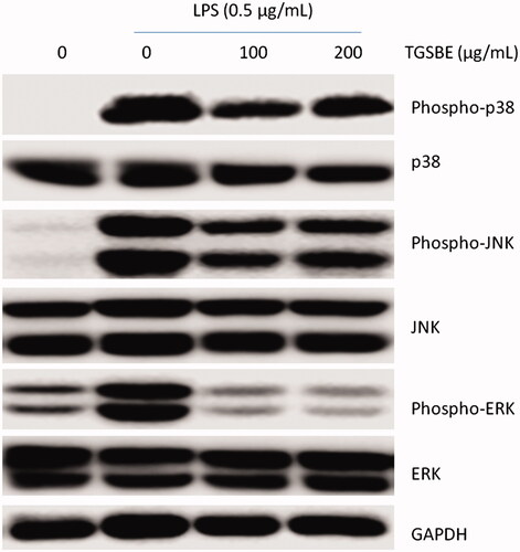 Figure 5. Effect of TGSBE on LPS-induced activation of MAPKs in RAW264.7 cells. Cells were pre-incubated with TGSBE for 12 h, followed by LPS stimulation for 30 min. Then, whole cell lystaes were prepared and used to analyze the levels of phosphorylated and non-phosphorylated p38, JNK or ERK1/2 by immune-blot assay. Blots are representative of three independent experiments.