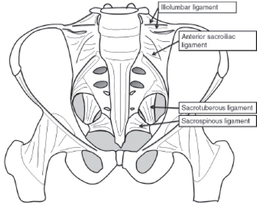 Figure 3. Anatomy – frontal view.