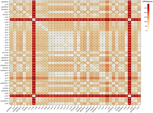 Figure 2 Pairwise SNP matrix of S. Kentucky ST198 isolates in this study compared with 38 S. Kentucky ST198 isolates from China.