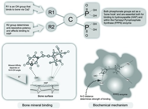 Figure 1 Bisphosphonate structure, bone mineral binding, and biochemical mechanisms.