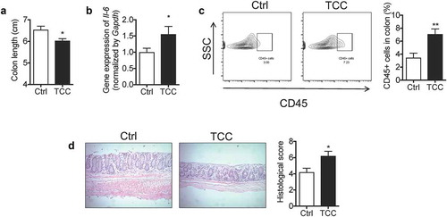 Figure 2. TCC increased the colonic inflammation in Il-10−/- mice. (a) Colon length. (b) Gene expression of Il-6 in colon. (c) Quantification of immune cell infiltration into the colon by flow cytometry analysis. (d) H&E staining of the colon. The data are mean ± SEM, * P < .05, ** P < .01, n = 8 mice per group.