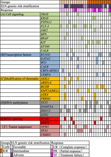 Figure 1 Distribution of mutated genes in patients with unfit or R/R AML. Each column represents a patient. The first line is the group of each AML patient, the second line shows the ELN genetic risk stratification, and the third line stands for the treatment response. In the fourth to the thirty-second line, each row represents a gene and each colored box indicates one mutated gene.