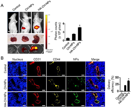 Figure 5. In vivo distribution of HA-CH-NPs/Cy5 siRNA. (A) In vivo distribution of HA-CH-NPs/Cy5 siRNA after i.v. injection in A2780 tumor-bearing mice. (B) HA-CH-NPs/Cy5 siRNA localization in tumor endothelial cells. The HA-CH-NPs/Cy5 siRNA was injected into mice through tail vein. The nuclei were stained with Hoechst 33258 (blue), vascular endothelial cells were stained with anti-CD31 (red), and CD44 receptors were stained with anti-CD44 (yellow). Scale bars indicate 20 µm. Error bars represent SEM; *p < .05.