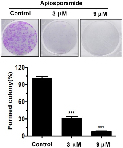 Figure 2 Colony-formation assay was performed in MG63 cells. The numbers of cell colonies were counted. n=3; ***P<0.001.