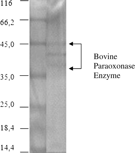 Figure 2.  Purification of bovine PON monitored by SDS-PAGE. The pooled fractions from ammonium sulfate precipitation and hydrophobic interaction chromatography were analyzed by SDS-PAGE (10% separating gel and 3% stacking gel) and revealed by Coomassie Blue staining. Experimental conditions were as described in the method. Lane 1 contained 3 µg of various molecular-mass standards: Bovine serum albumin (66.7 kDa), ovalbumin (45.0 kDa), lactate dehydrogenase (35 kDa), β-lactoglobulin (18.4 kDa), lysozyme (14.4 kDa). Thirty microgram of purified bovine serum PON (lane 2) migrated as a series of three bands with mobilities corresponding to apparent masses of between 38–45 kDa.