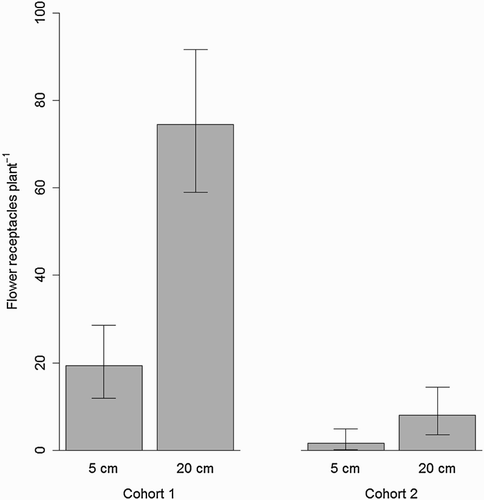 Figure 1. Number of produced flower receptacles per S. arvensis plant for the first and second cohort of shoots and for initial root fragment lengths of 5 cm and 20 cm. Whiskers indicate 95% conﬁdence interval.