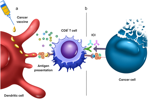 Figure 4. Combination vaccination therapy and/or immune checkpoint blockade in DMG. a) Cancer vaccination exposes dendritic cells to tumor-specific antigens which are ultimately presented to T cells in secondary lymphoid organs, activating cytotoxic CD8+ T cells and thereby promoting their migration into the tumor microenvironment. b) Immune checkpoint proteins (e.g., those expressed on DMG cells) bind to receptors on infiltrating lymphocytes, promoting T cell anergy and resistance to immunotherapy. Combining cancer vaccination with immune checkpoint blockade (ICB) inhibits such immunosuppressive interactions, facilitating anti-tumoral inflammation and therefore cancer cell destruction. Current ICB targets in DMG include the PD-1/PD-L1, CD47/SIRPa, and IDO axes.