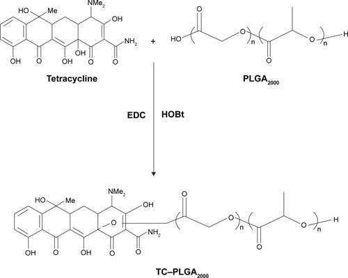 Figure 1 Synthesis route of TC–PLGA2000.Abbreviations: PLGA, poly(lactic-co-glycolic acid); TC–PLGA2000, tetracycline–poly(lactic-co-glycolic acid) moiety; EDC, 1-(3-dimethylaminopropyl)-3-ethylcarbodiimide; HOBt, hydroxybenzotriazole.