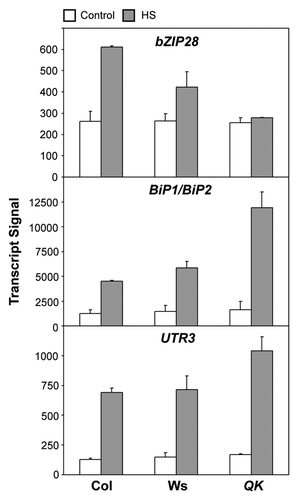 Figure 2. The expression levels of bZIP28, BiP1/BiP2, and UTR3 in the wild type and QK mutant. The data were derived from the microarray results published previously.Citation8 Statistical significance of these data passed the scrutiny of the false discovery rate (FDR) at the stringent level of 0.05.