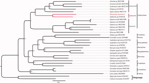 Figure 1. Phylogenetic analysis of Bolanusoides shaanxiensis based on the 1st and 2nd codon positions of 13 PCGs. (Numbers at nodes are bootstrap values. The GenBank accession number for each species is indicated after the scientific name.).