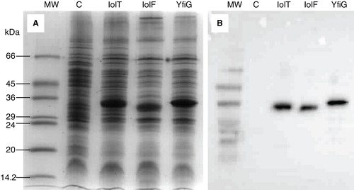 Figure 2. Amplified expression of the His-tagged proteins in E. coli inner membrane preparations. Coomassie-stained SDS-PAGE (A) and Western blot (B) analysis of E. coli inner membrane preparations from BL21(DE3) cells containing the empty plasmid pTTQ18 (negative control, (C) or the pTTQ18 plasmid with the gene inserts for expressing IolT(His6), IolF(His6) or YfiG(His6) that were induced with 0.5 mM IPTG. The SDS-PAGE lanes were loaded with 15 μg of total protein and the blot came from a gel that was loaded with 5 μg of total protein per lane. MW, molecular weight markers.