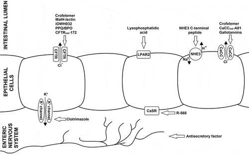 Figure 1. lnvestigational antisecretory therapeutics for acute diarrhea and their targets. Abbreviations: BPO, benzopyrimidopyrrolo- oxazinedione; CaCC, calcium-activated chloride channel; CaSR, calcium-sensing receptor; CFTR, cystic fibrosis transmembrane conductance regulator; LPAR2, lysophosphatidic acid receptor 2; NHE, sodium/ hydrogen exchanger; PPQ, pyrimido-pyrrolo-quinoxalinedione.
