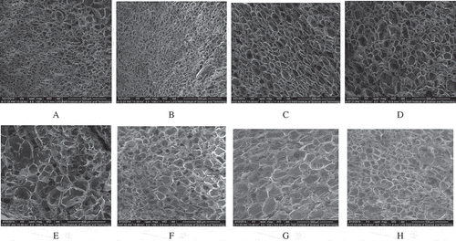 FIGURE 3 Scanning electron microscopy of gel structure stored several days. A: ck (0 day); B: FOS (0 day); C: ck (2 days); D: FOS (2 days); E: ck (4 days); F: FOS (4 days); G: ck (6 days); H: FOS (6 days).